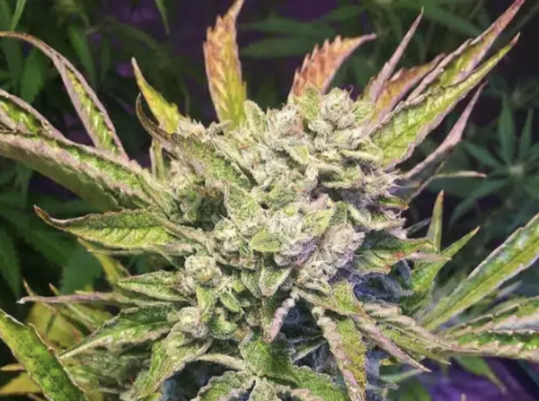 Mimosa (AUTO) - TBG