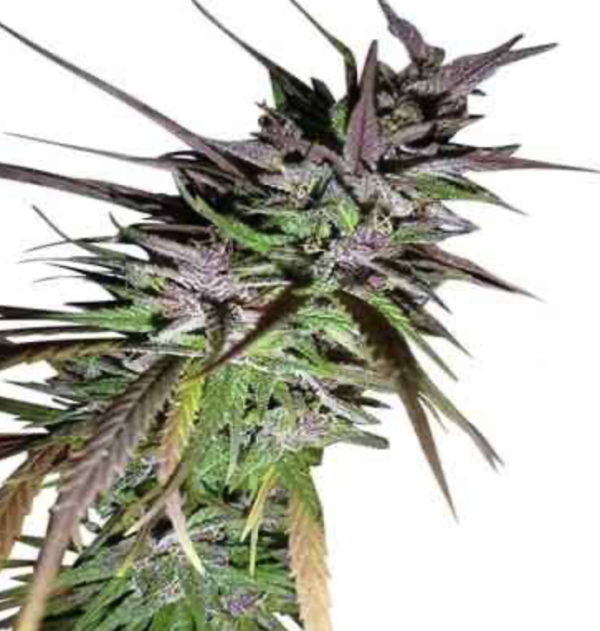 Purple Pakistani Haze (FEM) - AS