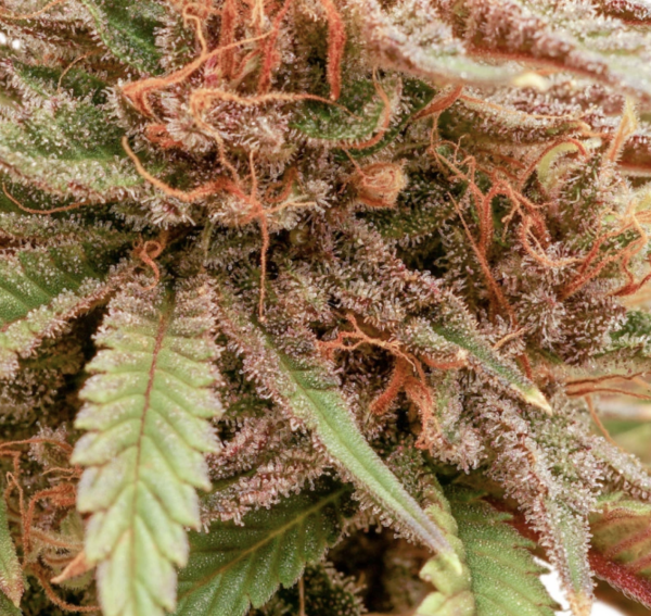 Durban Dew (FEM) - DPSC