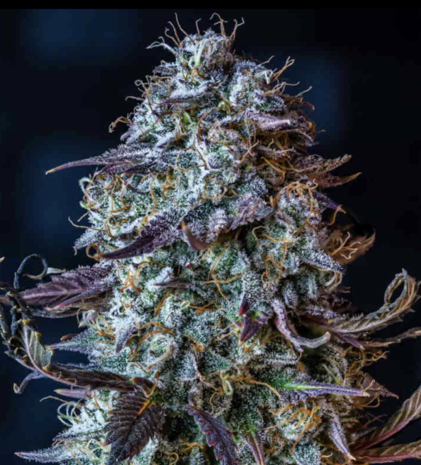 Mephisto's Wedding (AUTO) - MG