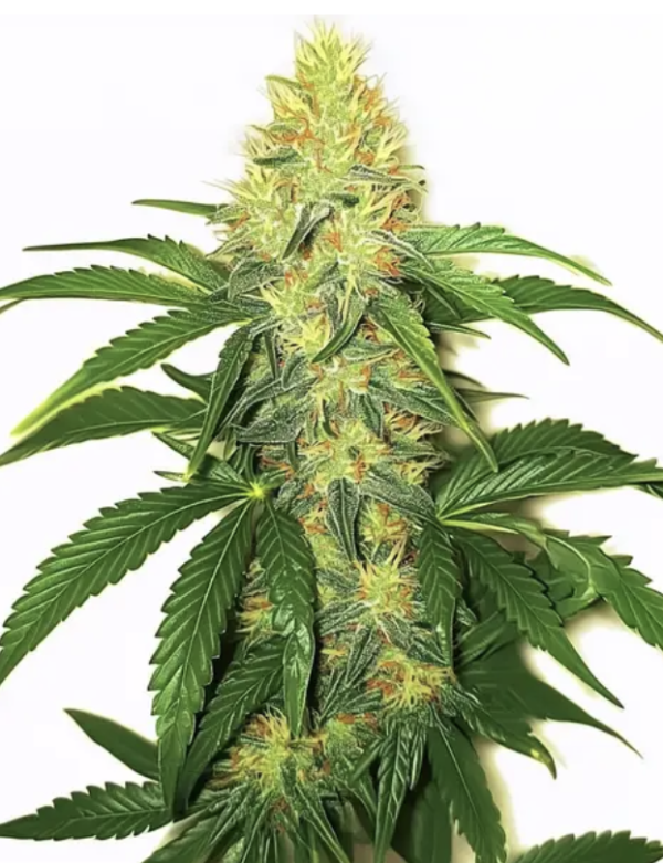 AK 47 (FEM)