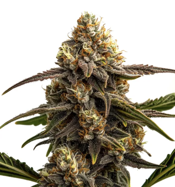 Apple Fritter (AUTO)