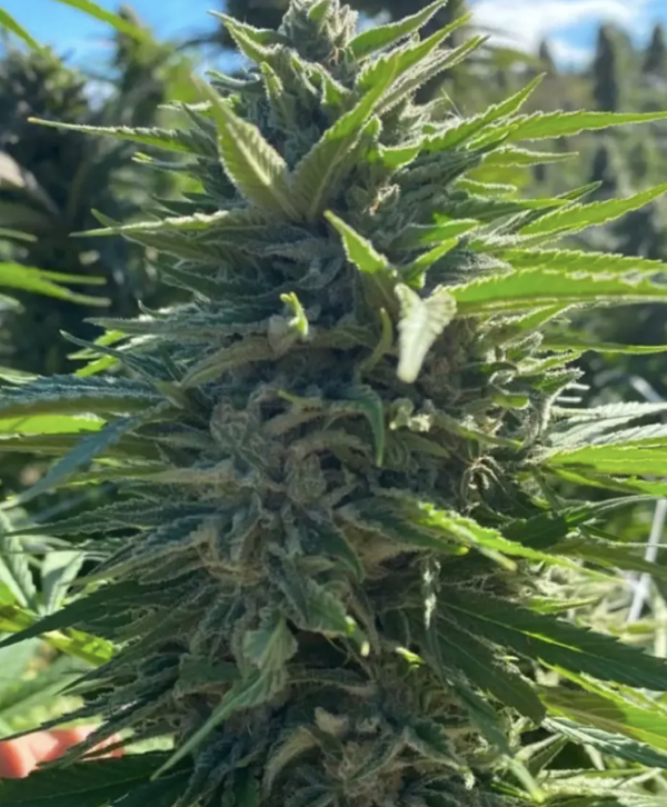 Wedding Cake (AUTO)