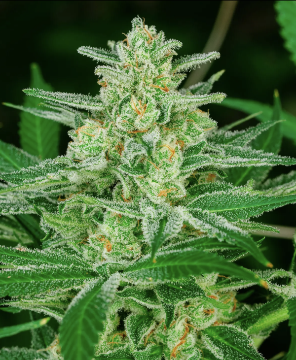 Blue Dream (Auto)