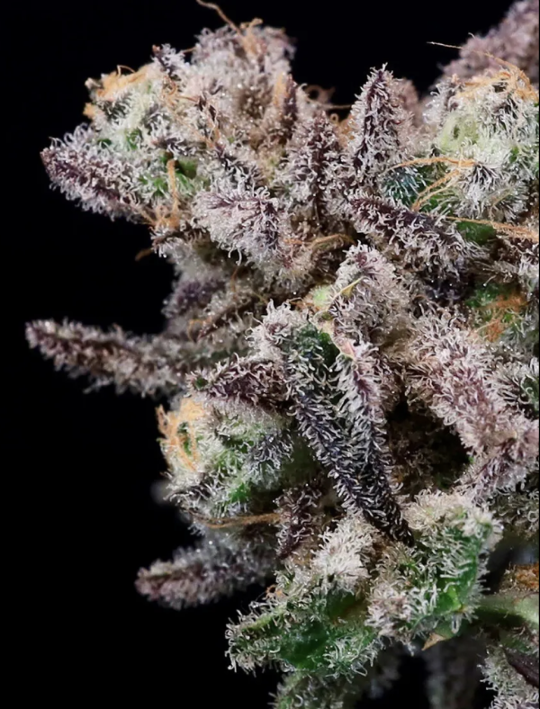 Iced Sangria (FEM)