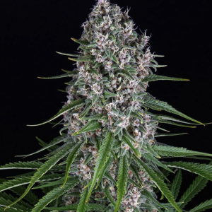 Blue Cheese (FEM)