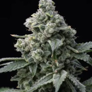 Bruce Banner (FEM)