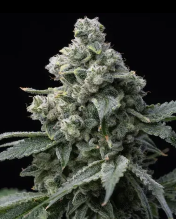 Bruce Banner (FEM)