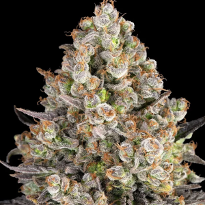 OG Kush (FEM)