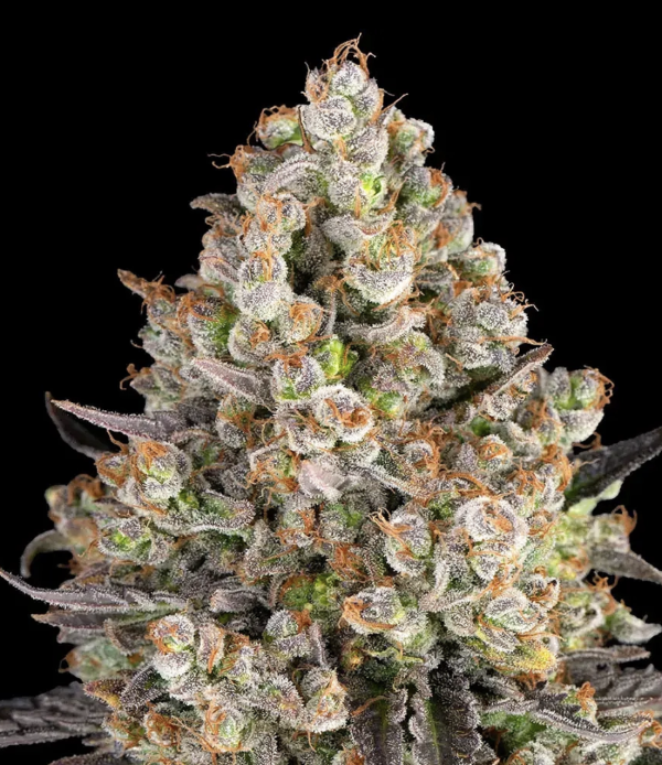 OG Kush (FEM)