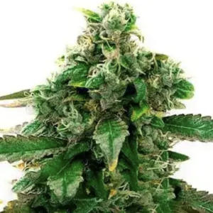 Blue Head Band (AUTO)