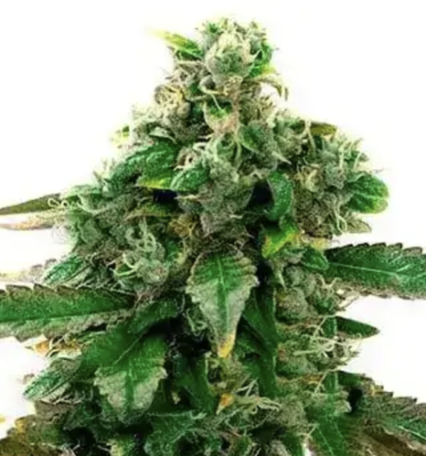 Blue Head Band (AUTO)