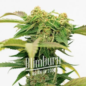 Bruce Banner (AUTO)