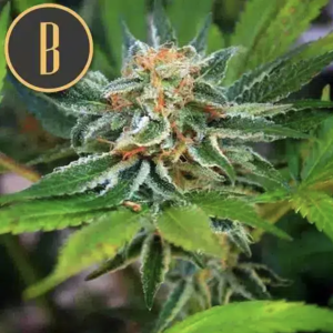Green Crack (FEM)
