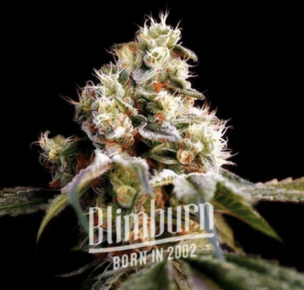 Headband (FEM)