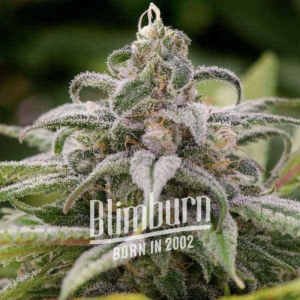 Maui Waui (FEM)