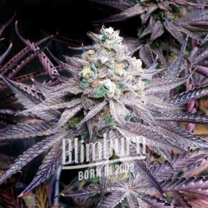 Peanut Butter Breath (FEM)