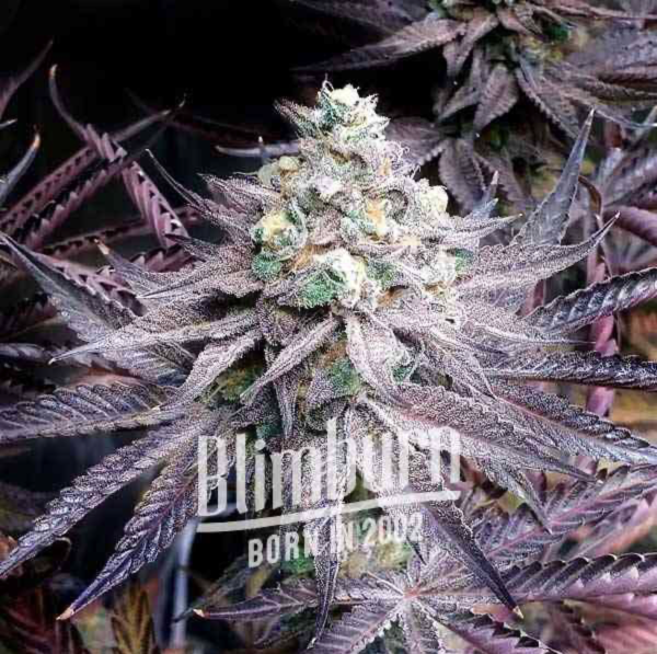 Peanut Butter Breath (FEM)