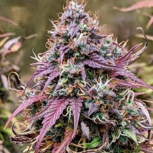 Grizzly Crinkle (AUTO)