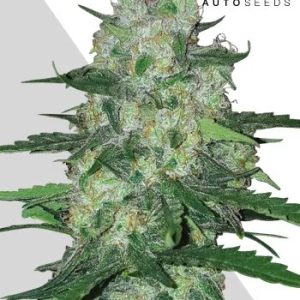 AK-47 Autoflower Seeds