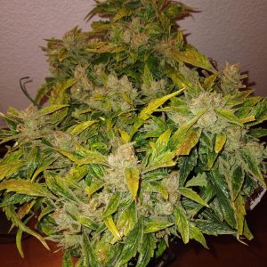 Bubble Gummy - (A)