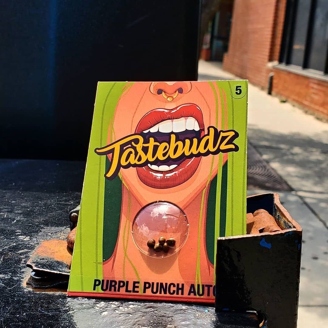 Purple Punch (A)
