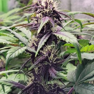 Red Pure CBD (A)