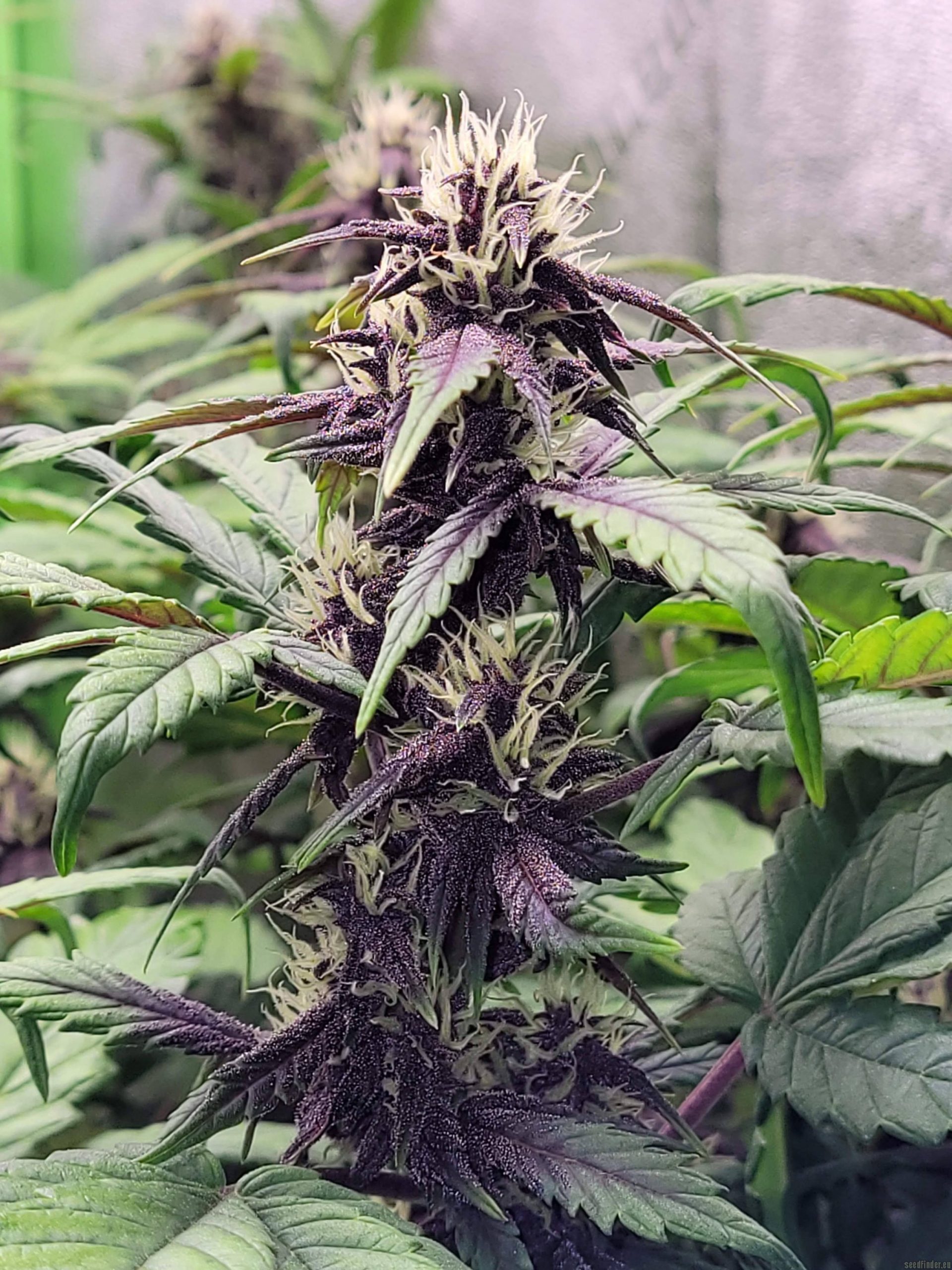 Red Pure CBD (A)