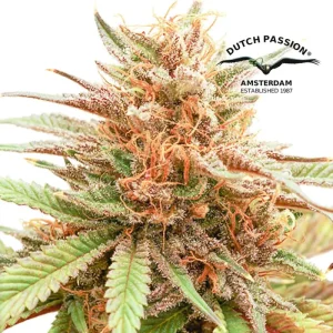 Durban Dew (F)