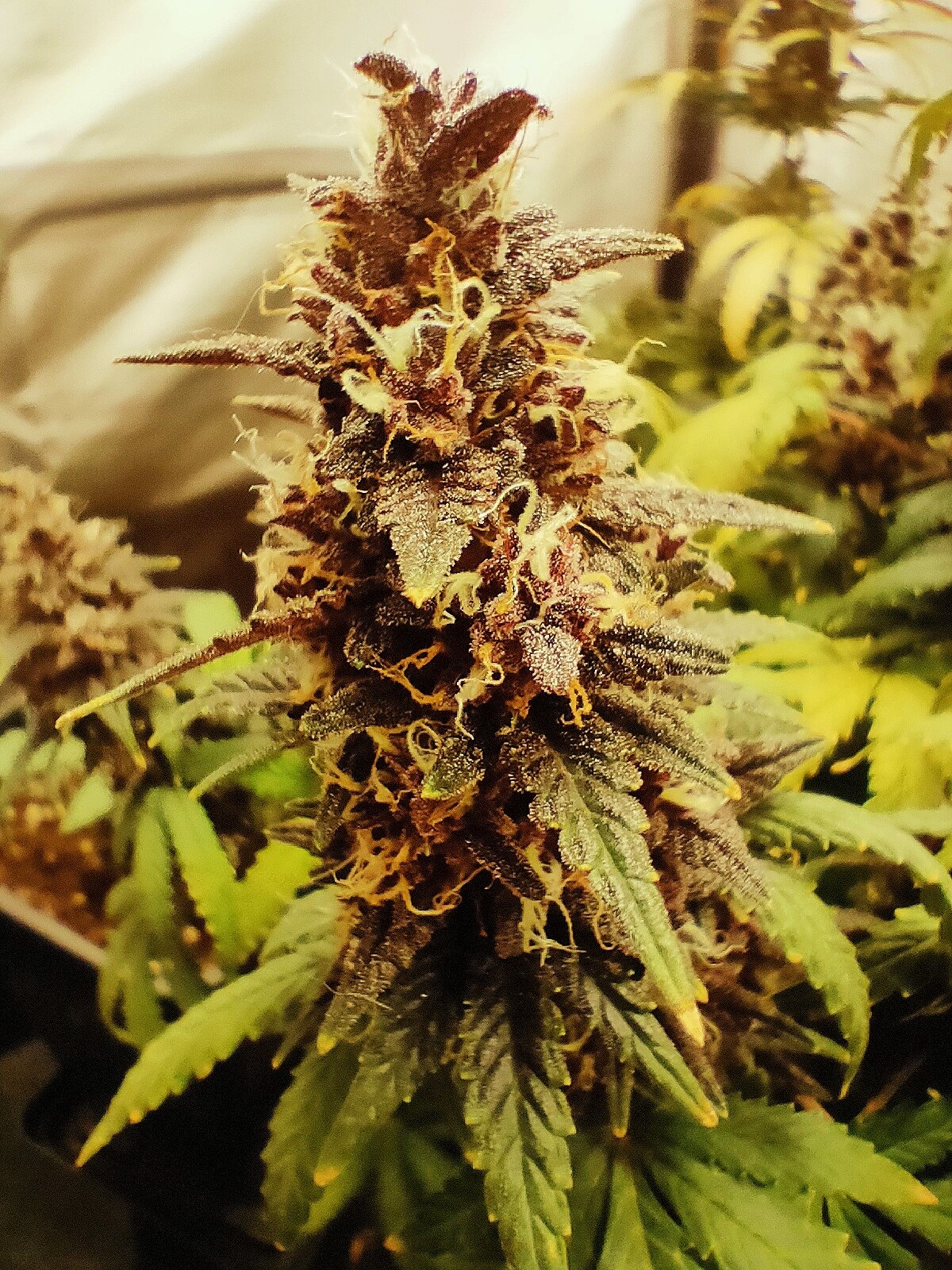 Red Strawberry Banana (A)