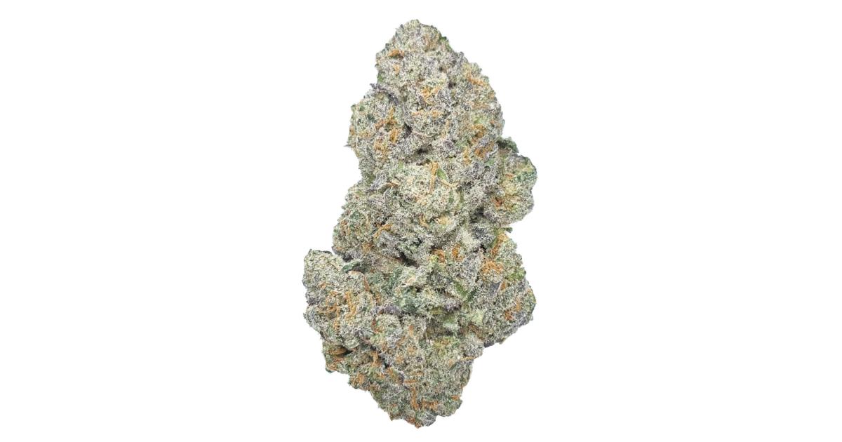 Humboldt Afghani V.2 (F)