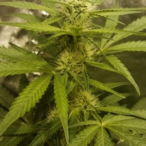 THC Bomb - (A)