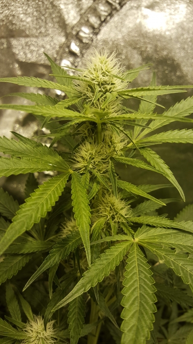 THC Bomb - (A)