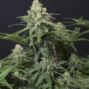 Wedding Cheesecake - (F)