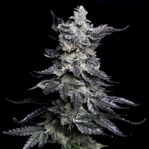 Granny's Apple Fritter (F)