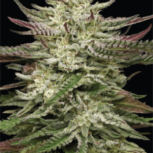 Humboldt Headband (A)