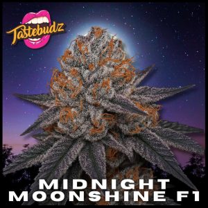Midnight Moonshine - (A)