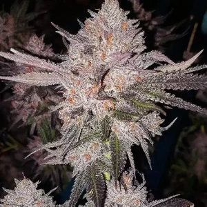 OG Kush - (A)