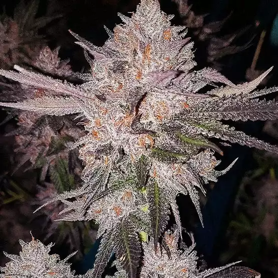OG Kush - (A)