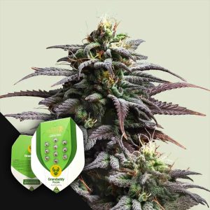 Granddaddy Purple 3pk (A)