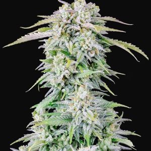 Afghan Kush - (A)
