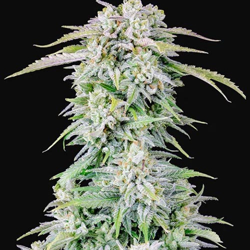 Afghan Kush - (A)