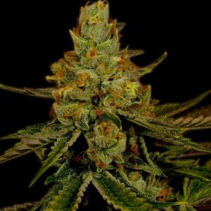 Agent Orange (F)