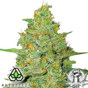 Acapulco Gold - (A)