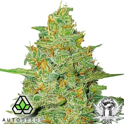 Acapulco Gold - (A)