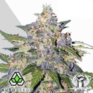 Blueberry - (A)