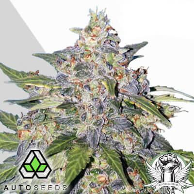 Blueberry - (A)