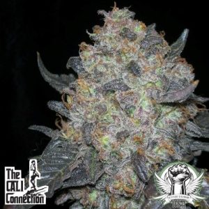 Blackwater (F)