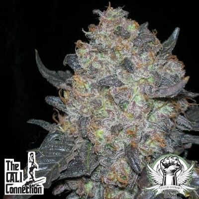 Blackwater (F)