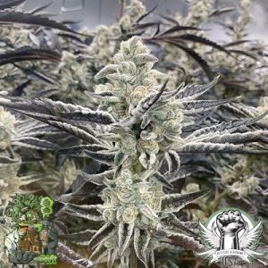 Platinum Kush Breath Remix (F)
